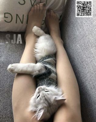 正阳门下36集全剧情免费_国语版完整版